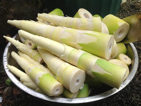 What are bamboo shoots. Things To Know About What are bamboo shoots. 